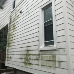White house siding covered in patches of green algae.