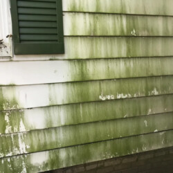White vinyl siding on a house covered in streaks of green algae.