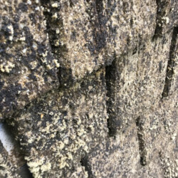 Close-up of weathered, granule-covered asphalt roof shingles.